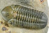 Two Detailed Reedops Trilobites - Atchana, Morocco #353039-1